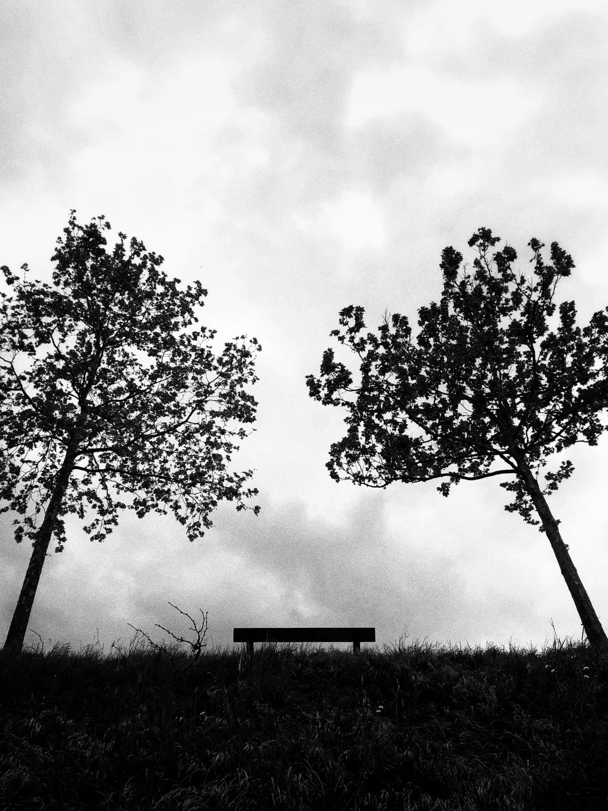 trees and a bench with no one
