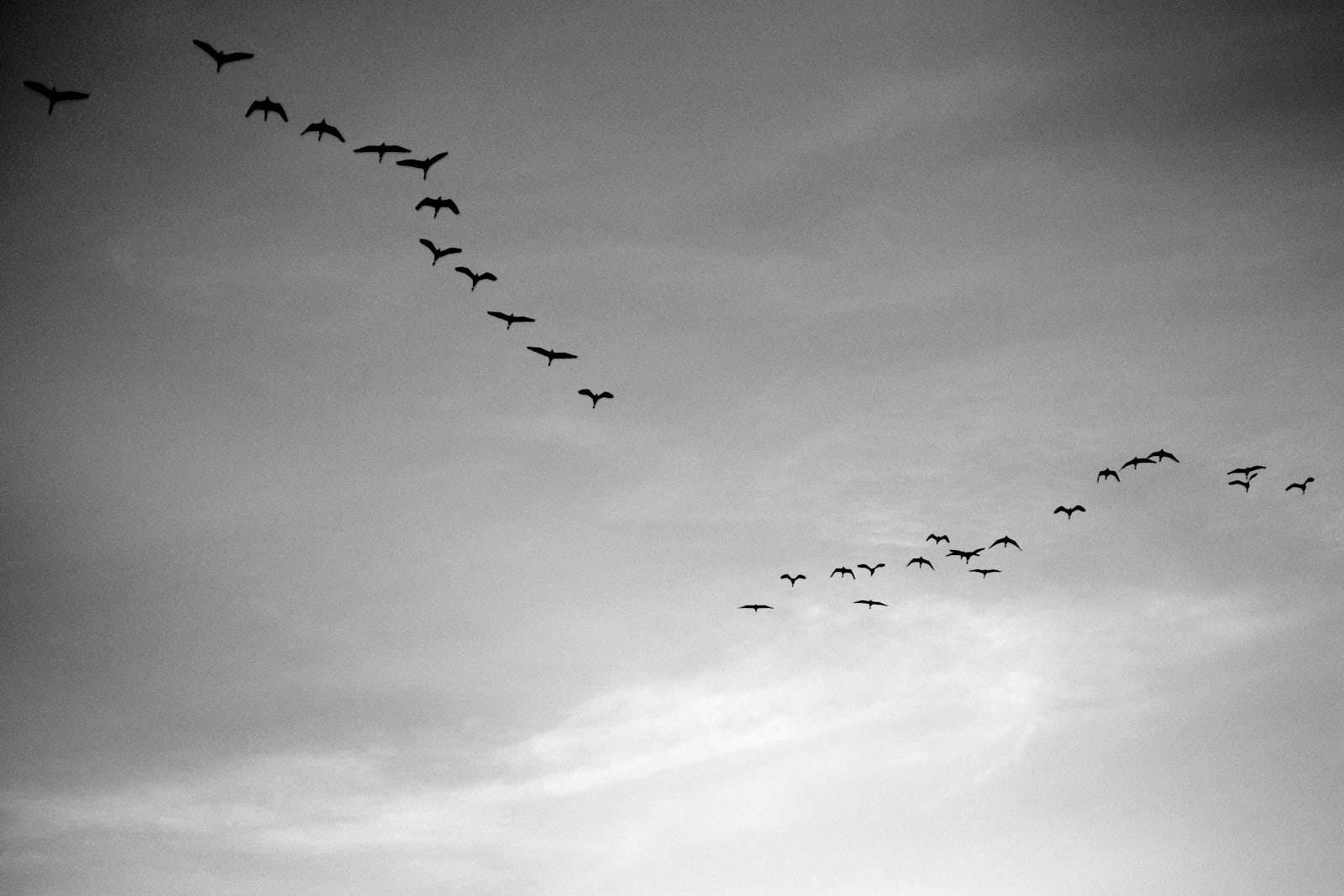 flock of birds in the sky